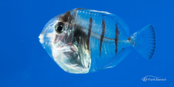 Cultured convict surgeonfish larva tranforming into a juvenile.